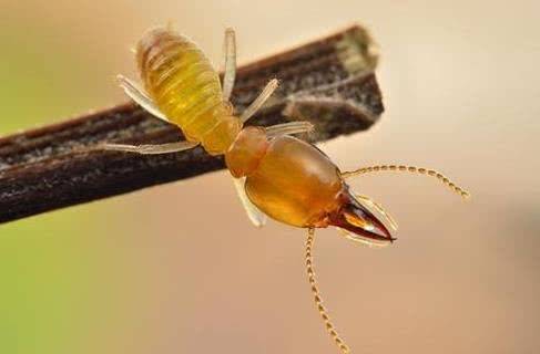 精-深圳除蟑螂怎麼才有效?